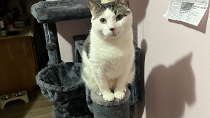Lost Pet: Max