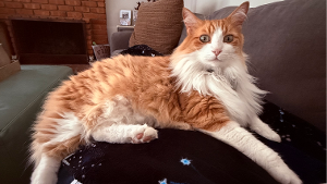 Lost Pet: Toby