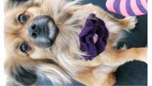 Lost Pet: Izzy