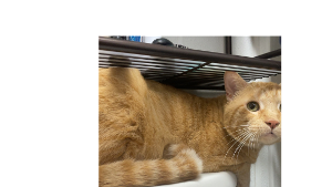 Lost Pet: Wade