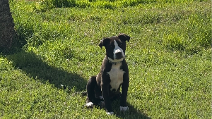 Lost Pet: Wally Bartow