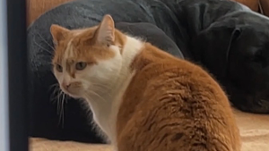 Lost Pet: Karlotta