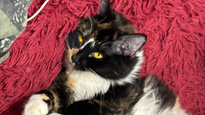 Lost Pet: Bella