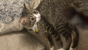 Lost Pet: Pishana