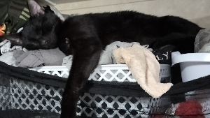 Lost Pet: BORIS