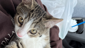 Lost Pet: Casper
