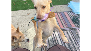 Lost Pet: Abigail