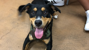 Lost Pet: Melo