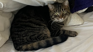 Lost Pet: Taz