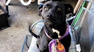 Lost Pet: Starlight