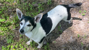 Lost Pet: Max