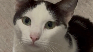 Lost Pet: Kiwi