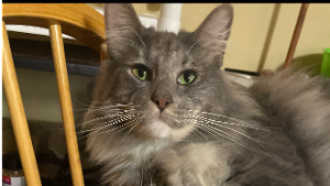 Lost Pet: Tucker
