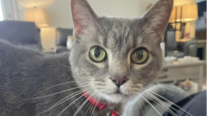 Lost Pet: Tony Hawk