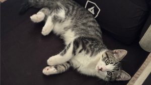 Lost Pet: Shelby