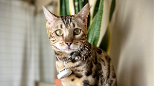 Lost Pet: Mali