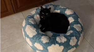 Lost Pet: Silky