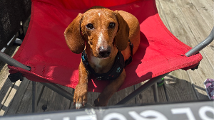 Lost Pet: Scooby Doo Baker Blue