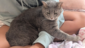 Lost Pet: Misty