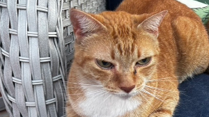 Lost Pet: Kitty