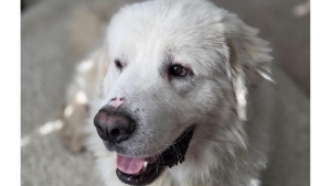 Lost Pet: Rambo