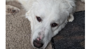 Lost Pet: Co Bao