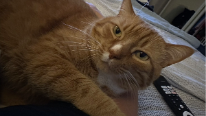 Lost Pet: Ian