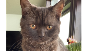 Lost Pet: Sophie