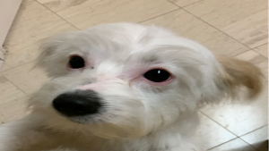 Lost Pet: Luna