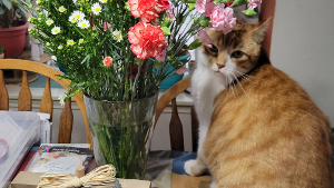 Lost Pet: Milton
