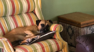 Lost Pet: Athena