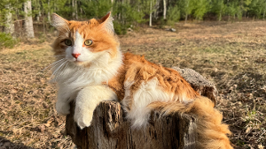 Lost Pet: Miguel