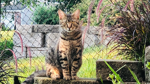 Lost Pet: Max