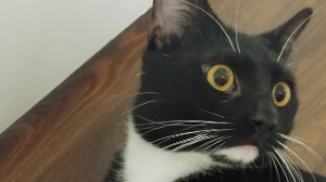 Lost Pet: Jack