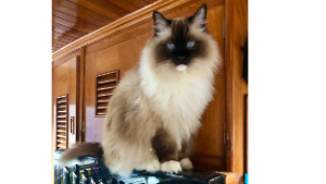 Lost Pet: Hugh Mongo