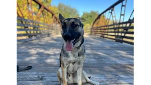 Lost Pet: Paco