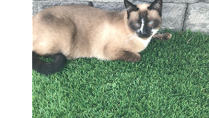 Lost Pet: Elliot