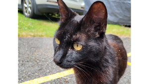 Lost Pet: Sarge
