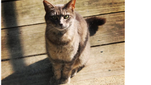 Lost Pet: Zoey