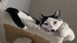 Lost Pet: Kawasaki