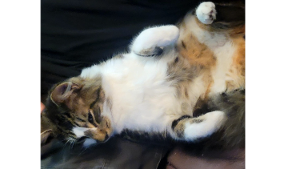 Lost Pet: Milo