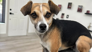 Lost Pet: Lucy