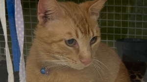 Lost Pet: Fred