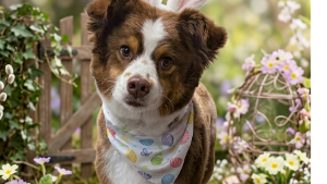 Lost Pet: Jake