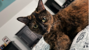 Lost Pet: Luna