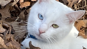 Lost Pet: Muffin