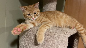 Lost Pet: Duane