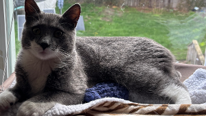 Lost Pet: Nimbus Rainbow Halloween
