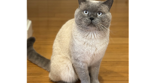Lost Pet: Jimmy