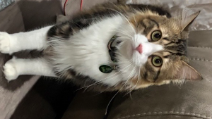 Lost Pet: Loki Doll